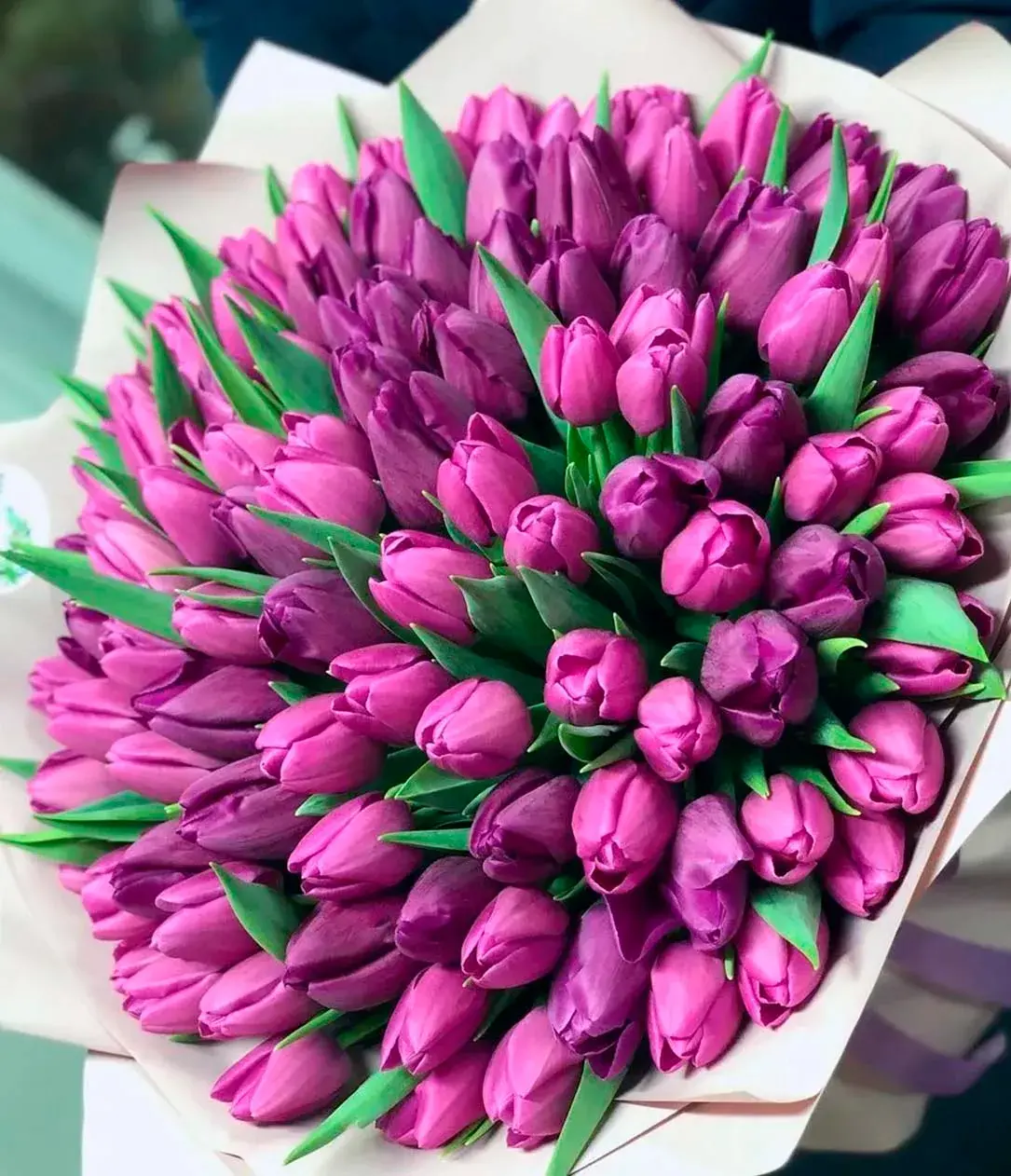 101 Фиолетовый тюльпан
