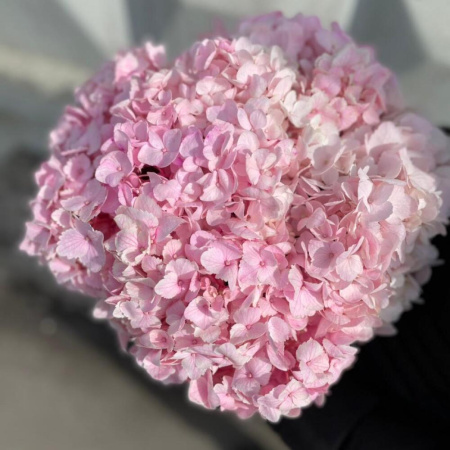 Букет_Гортензии розовые в коробочке Букет_Гортензии розовые в коробочке