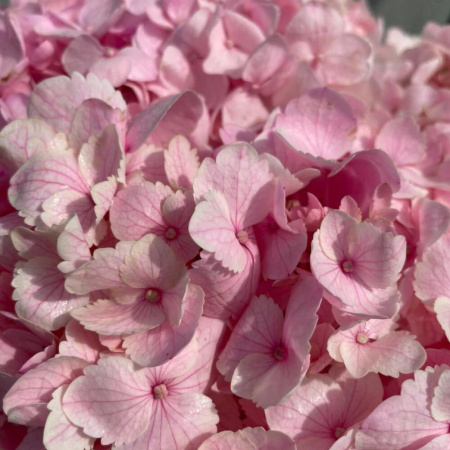 Букет_Гортензии розовые в коробочке Букет_Гортензии розовые в коробочке