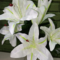 Белые лилии