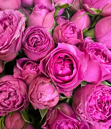 Букет_27 малиновых кустовых пионовидных роз Букет_27 малиновых кустовых пионовидных роз