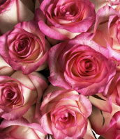 Букет_Розы Джумилия в коробке L Букет_Розы Джумилия в коробке L