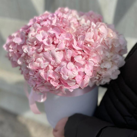 Букет_Гортензии розовые в коробочке Букет_Гортензии розовые в коробочке