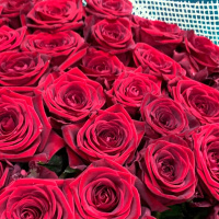 Букет_51 красных роз (60см) Букет_51 красных роз (60см)